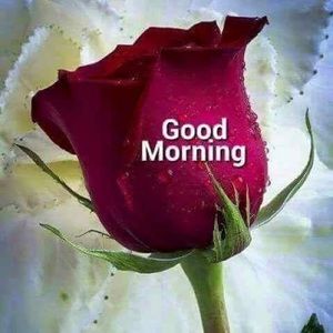 Meet your Posher, Ferozan